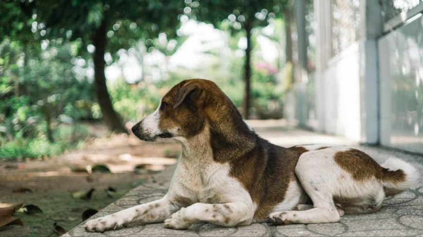 Noida Dog Attack: Elderly Woman Mauled In Exotica Dreamville, CCTV Footage Sparks Outrage