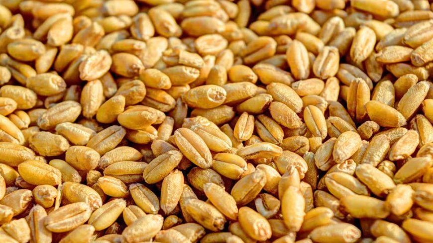 India’s Foodgrain Production Jumps 6.8% To Surpass 1,663.9 Lakh Tonnes In FY25