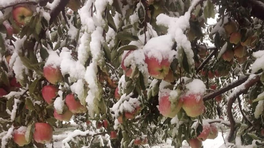 Amid Boycott Of Turkish Goods, A Boost For Kashmir`s Apple Economy On Cards